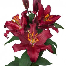 Лилия восточная Bombastic (Бомбастик) 3шт. в упаковке