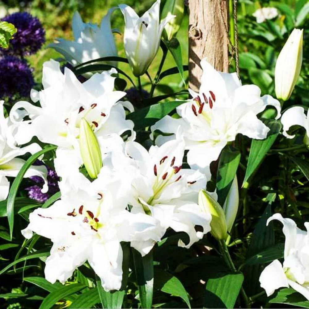 лилия вайт. лилия трубчатая уайт хевен. лилия вайт. лилия white triumphator. лилия вайт.