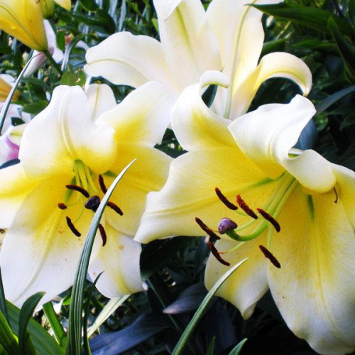 Лилия ОТ гибрид Conca D'or (Конка Д'ор) 3шт. в упаковке Лилия ОТ гибрид Conca D'or (Конка Д'ор) 3шт. в упаковке