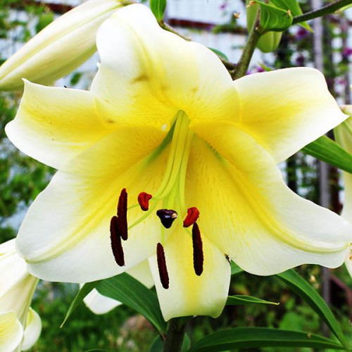 Лилия ОТ гибрид Conca D'or (Конка Д'ор) 3шт. в упаковке Лилия ОТ гибрид Conca D'or (Конка Д'ор) 3шт. в упаковке