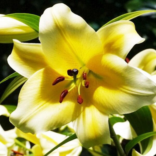 Лилия ОТ гибрид Conca D'or (Конка Д'ор) 3шт. в упаковке Лилия ОТ гибрид Conca D'or (Конка Д'ор) 3шт. в упаковке