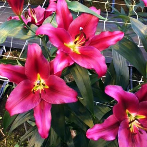 Лилия ОТ гибрид Redford (Рэдфорд) 3шт. в упаковке Лилия ОТ гибрид Redford (Рэдфорд) 3шт. в упаковке