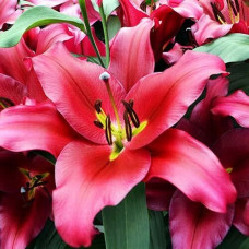 Лилия ОТ гибрид Redford (Рэдфорд) 3шт. в упаковке
