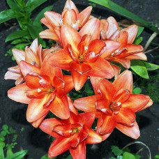 Лилия азиатская Ceb Latte (Кеб Латте) 3шт. в упаковке