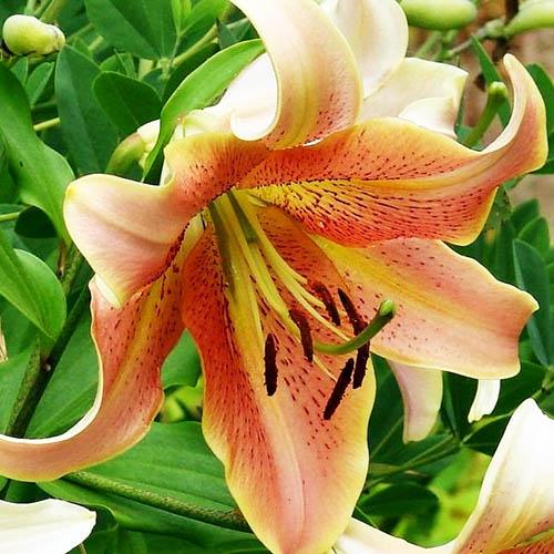 Лилия ОТ гибрид Sabaneta (Сабанета) 3шт. в упаковке Лилия ОТ гибрид Sabaneta (Сабанета) 3шт. в упаковке