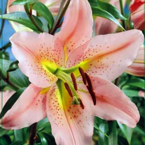 Лилия ОТ гибрид Sabaneta (Сабанета) 3шт. в упаковке Лилия ОТ гибрид Sabaneta (Сабанета) 3шт. в упаковке