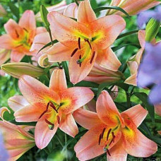 Лилия ОТ гибрид Sabaneta (Сабанета) 3шт. в упаковке