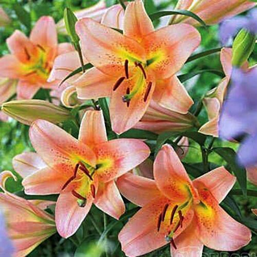 Лилия ОТ гибрид Sabaneta (Сабанета) 3шт. в упаковке Лилия ОТ гибрид Sabaneta (Сабанета) 3шт. в упаковке