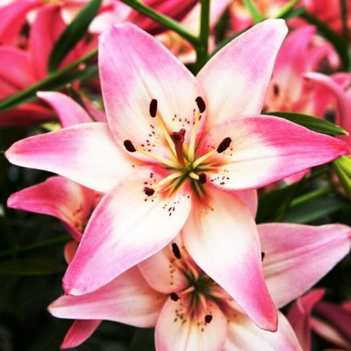 Лилия азиатская Rosella's Dream (Розеллаз Дрим) 3шт. в упаковке Лилия азиатская Rosella's Dream (Розеллаз Дрим) 3шт. в упаковке