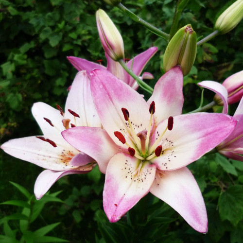 Лилия азиатская Rosella's Dream (Розеллаз Дрим) 3шт. в упаковке Лилия азиатская Rosella's Dream (Розеллаз Дрим) 3шт. в упаковке