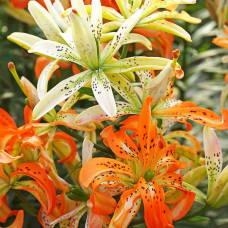 Лилия азиатская Must See (Маст Си) 3шт. в упаковке