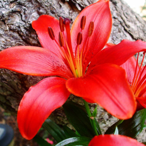 Лилия азиатская Red County (Рэд Каунти) 3шт. в упаковке Лилия азиатская Red County (Рэд Каунти) 3шт. в упаковке