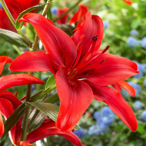 Лилия азиатская Red County (Рэд Каунти) 3шт. в упаковке Лилия азиатская Red County (Рэд Каунти) 3шт. в упаковке