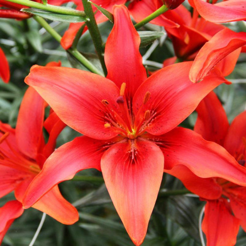 Лилия азиатская Red County (Рэд Каунти) 3шт. в упаковке Лилия азиатская Red County (Рэд Каунти) 3шт. в упаковке