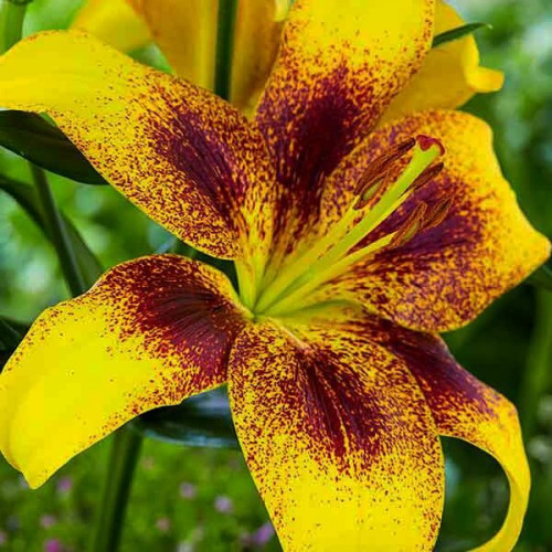 Лилия азиатская Yellow Brush (Йеллоу Браш) 3шт. в упаковке Лилия азиатская Yellow Brush (Йеллоу Браш) 3шт. в упаковке