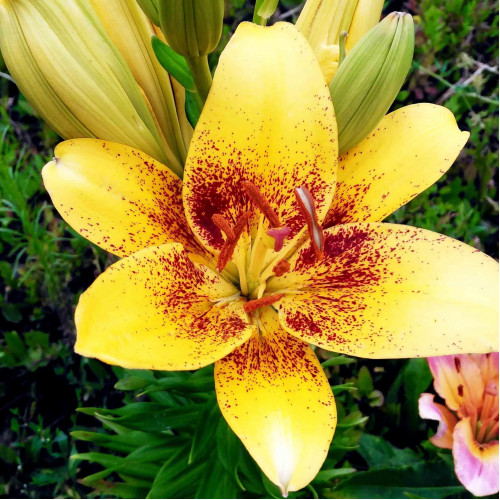 Лилия азиатская Yellow Brush (Йеллоу Браш) 3шт. в упаковке Лилия азиатская Yellow Brush (Йеллоу Браш) 3шт. в упаковке