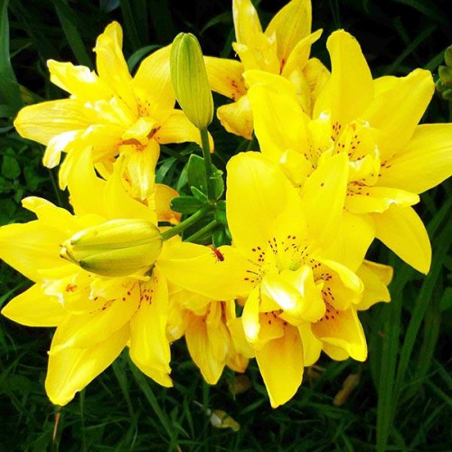 Лилия азиатская Sundew (Сандью) 3шт. в упаковке Лилия азиатская Sundew (Сандью) 3шт. в упаковке