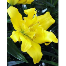 Лилия азиатская Sundew (Сандью) 3шт. в упаковке