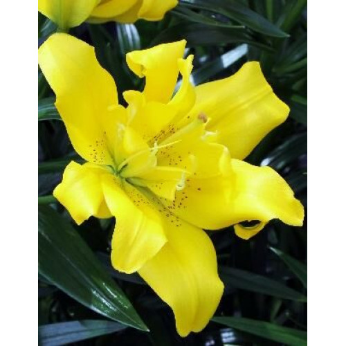 Лилия азиатская Sundew (Сандью) 3шт. в упаковке Лилия азиатская Sundew (Сандью) 3шт. в упаковке