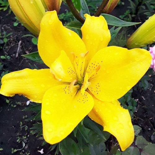 Лилия азиатская Sundew (Сандью) 3шт. в упаковке Лилия азиатская Sundew (Сандью) 3шт. в упаковке