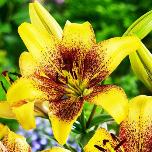 Лилия ЛА гибрид Golden Stonе (Голден Стоун) 3шт. в упаковке Лилия ЛА гибрид Golden Stonе (Голден Стоун) 3шт. в упаковке