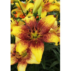 Лилия ЛА гибрид Golden Stonе (Голден Стоун) 3шт. в упаковке