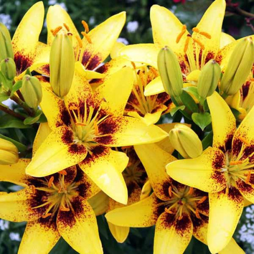 Лилия ЛА гибрид Golden Stonе (Голден Стоун) 3шт. в упаковке Лилия ЛА гибрид Golden Stonе (Голден Стоун) 3шт. в упаковке