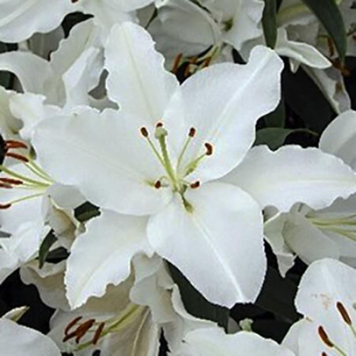 Лилия восточная White Romance (Уайт Романс) 3шт. в упаковке Лилия восточная White Romance (Уайт Романс) 3шт. в упаковке