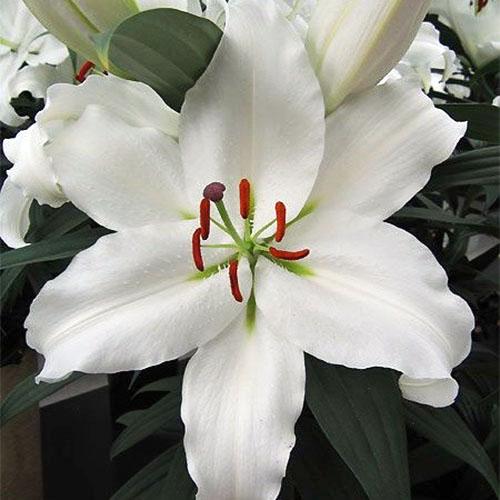 Лилия восточная White Romance (Уайт Романс) 3шт. в упаковке Лилия восточная White Romance (Уайт Романс) 3шт. в упаковке