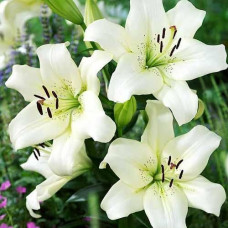 Лилия ЛА гибрид Ercolano (Эрколано) 3шт. в упаковке