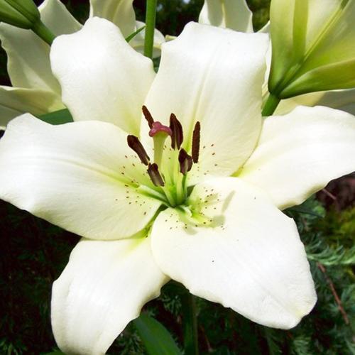 Лилия ЛА гибрид Ercolano (Эрколано) 3шт. в упаковке Лилия ЛА гибрид Ercolano (Эрколано) 3шт. в упаковке