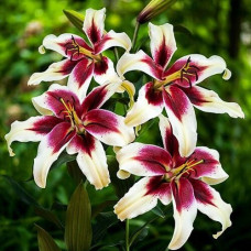 Лилия ОТ гибрид Zeba (Зеба) 3шт. в упаковке