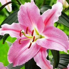 Лилия восточная Euscadi (Эускади) 3шт. в упаковке