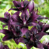 Лилия азиатская Black Charm (Блэк Шарм) 3шт. в упаковке Лилия азиатская Black Charm (Блэк Шарм) 3шт. в упаковке