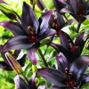 Лилия азиатская Black Charm (Блэк Шарм) 3шт. в упаковке Лилия азиатская Black Charm (Блэк Шарм) 3шт. в упаковке