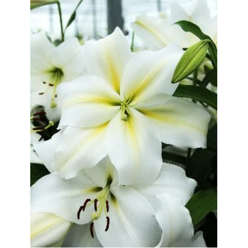 Лилия Гизмо 3шт. в упаковке Лилия Гизмо 3шт. в упаковке