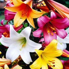 Лилия МИКС 3шт. в упаковке