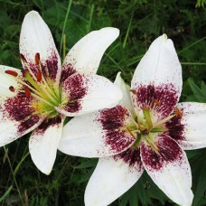 Лилия азиатская White Pixel (Вайт Пиксель) 3шт. в упаковке