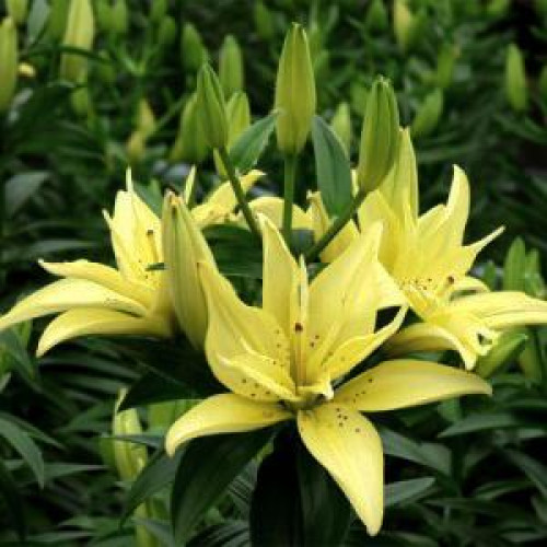 Лилия азиатская Mountain Joy (Маунтейн Джой) 3шт. в упаковке Лилия азиатская Mountain Joy (Маунтейн Джой) 3шт. в упаковке