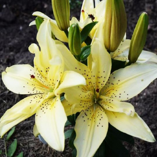 Лилия азиатская Mountain Joy (Маунтейн Джой) 3шт. в упаковке Лилия азиатская Mountain Joy (Маунтейн Джой) 3шт. в упаковке