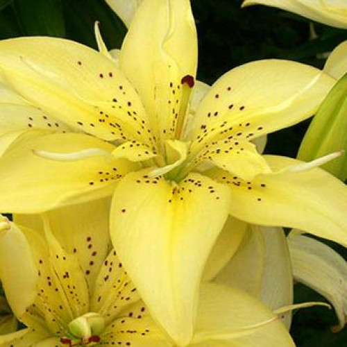 Лилия азиатская Mountain Joy (Маунтейн Джой) 3шт. в упаковке Лилия азиатская Mountain Joy (Маунтейн Джой) 3шт. в упаковке