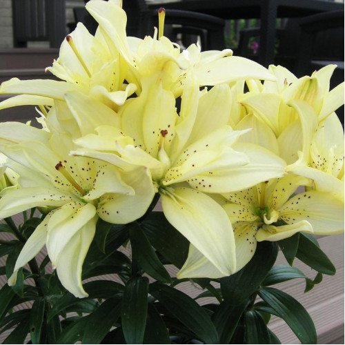 Лилия азиатская Mountain Joy (Маунтейн Джой) 3шт. в упаковке Лилия азиатская Mountain Joy (Маунтейн Джой) 3шт. в упаковке