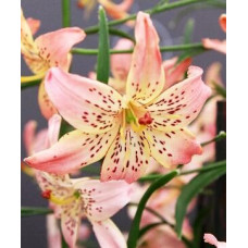 Лилия Corsage (Корсаж) 3шт. в упаковке