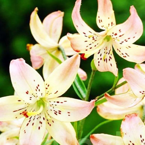 Лилия Corsage (Корсаж) 3шт. в упаковке Лилия Corsage (Корсаж) 3шт. в упаковке