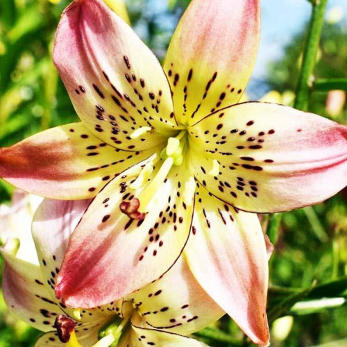 Лилия Corsage (Корсаж) 3шт. в упаковке Лилия Corsage (Корсаж) 3шт. в упаковке