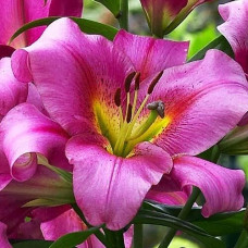 Лилия ОТ гибрид Purple Lady (Пурпл Леди) 3шт. в упаковке