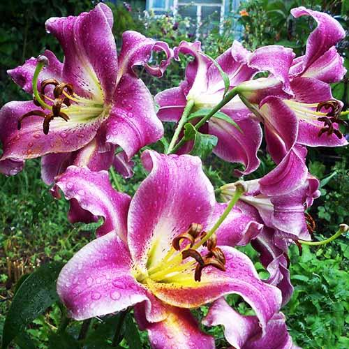 Лилия ОТ гибрид Purple Lady (Пурпл Леди) 3шт. в упаковке Лилия ОТ гибрид Purple Lady (Пурпл Леди) 3шт. в упаковке