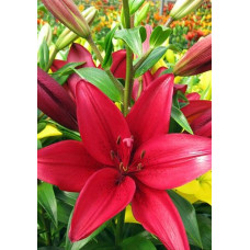 Лилия Euphrates 3шт. в упаковке