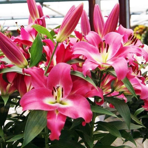 Лилия ОТ гибрид Maldano (Мальдано) 3шт. в упаковке Лилия ОТ гибрид Maldano (Мальдано) 3шт. в упаковке