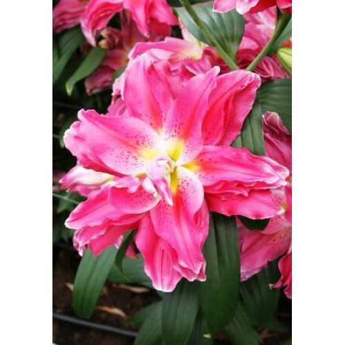 Лилия RoseLily Джулия 3шт. в упаковке Лилия RoseLily Джулия 3шт. в упаковке